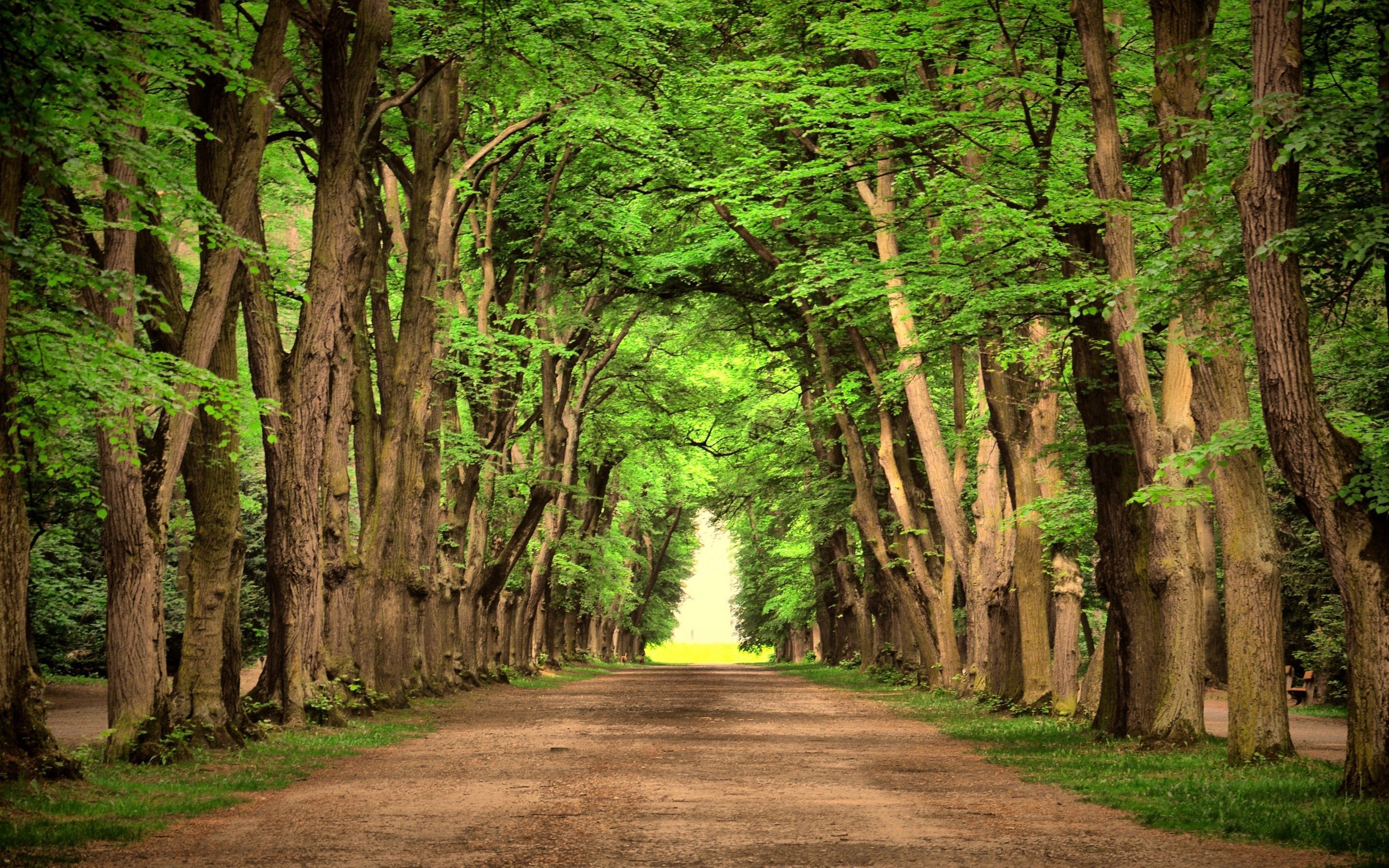 Trees on Countryside Road Wallpaper. Beautiful nature wallpaper