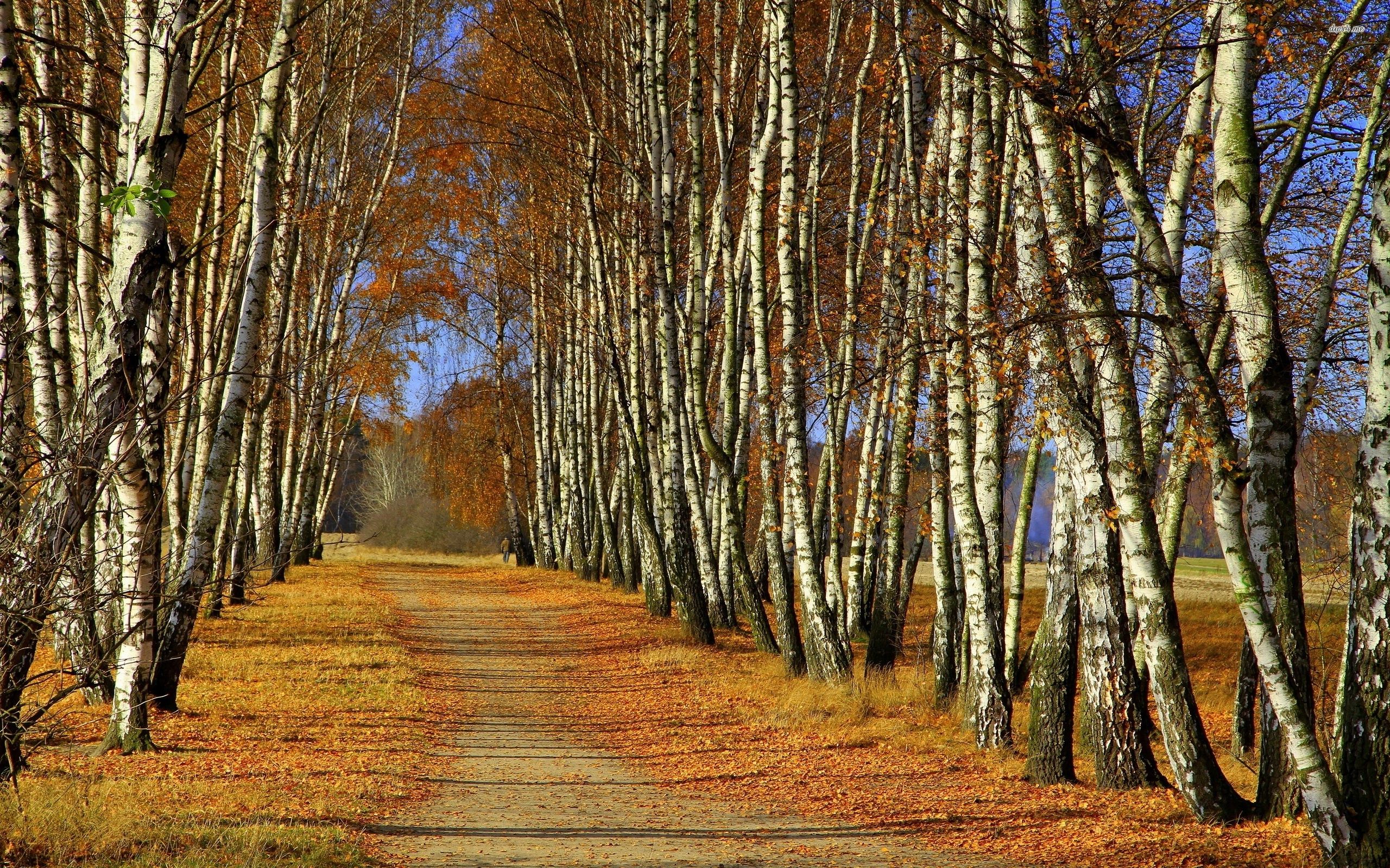 Birch trees along the autumn road wallpaper wallpaper