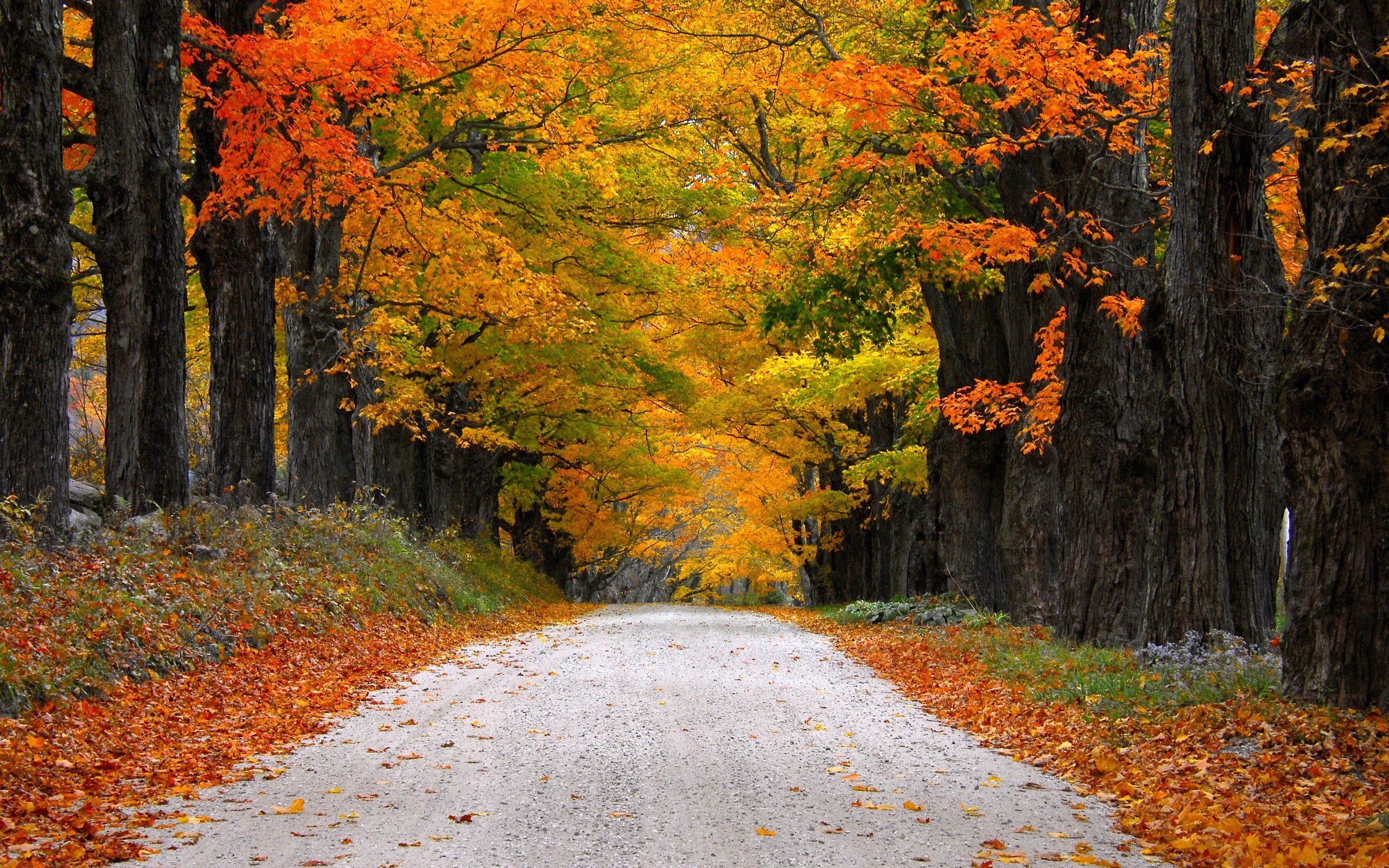 autumn, Nature, Path, Leaves, Mountain, Fall, Colorful, Trees