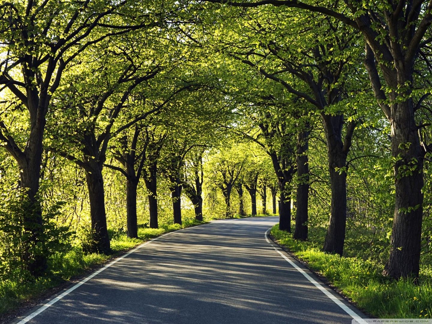 Trees Along The Road Wallpapers - Wallpaper Cave