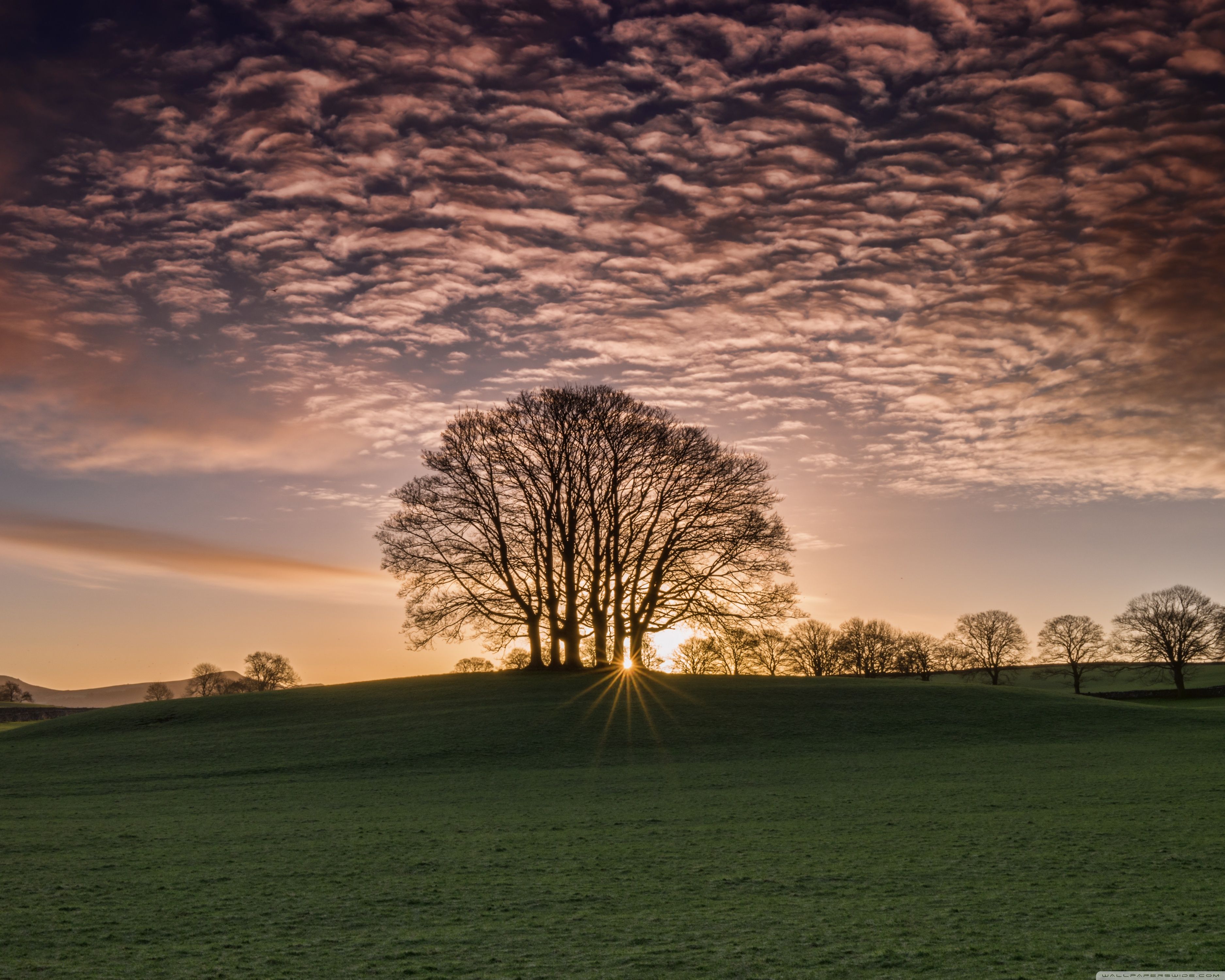 Sun Rays Shining through Trees Nature Landscape Ultra HD Desktop