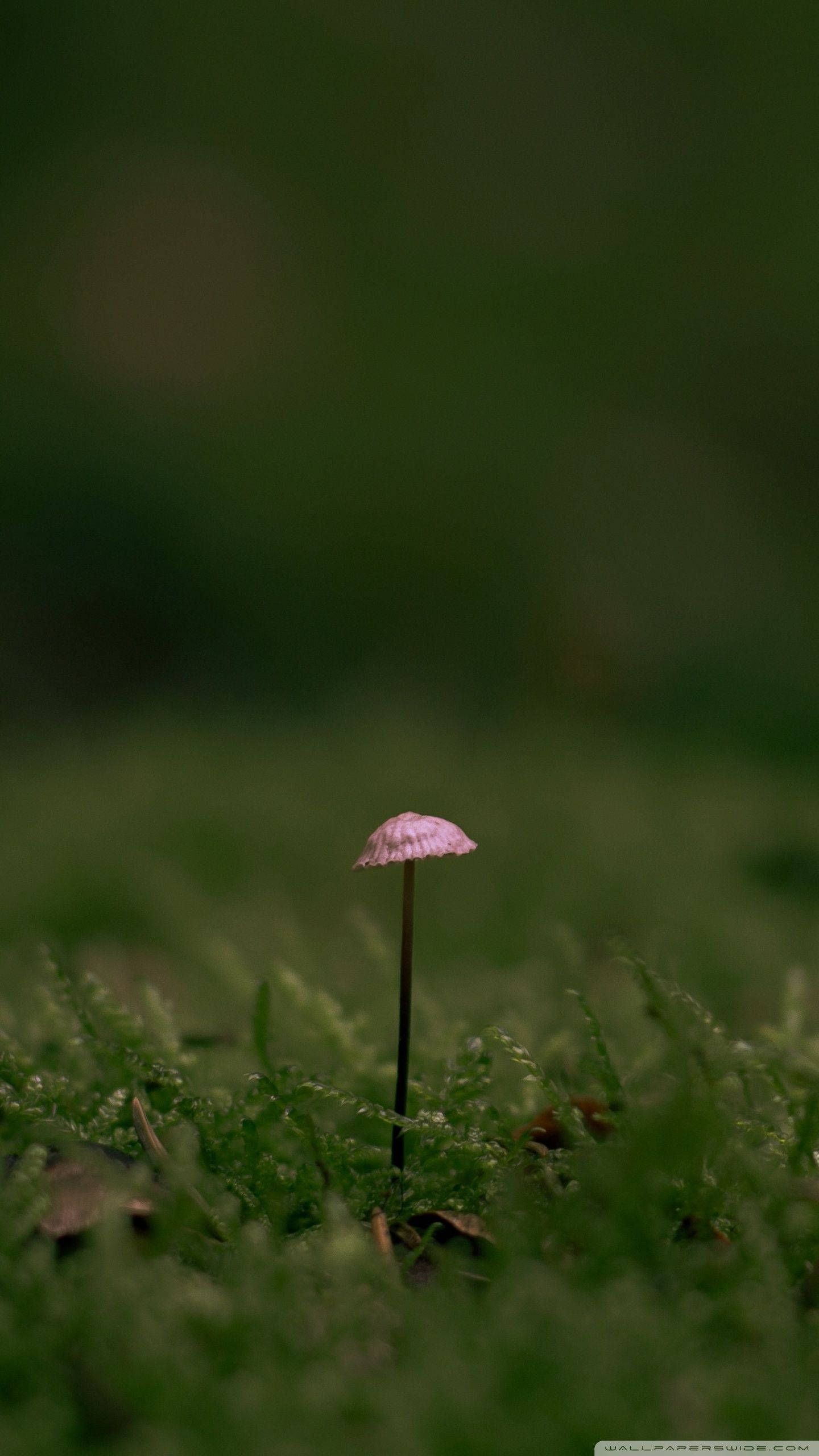 Tiny Mushroom, Green Moss Ultra HD Desktop Background Wallpaper