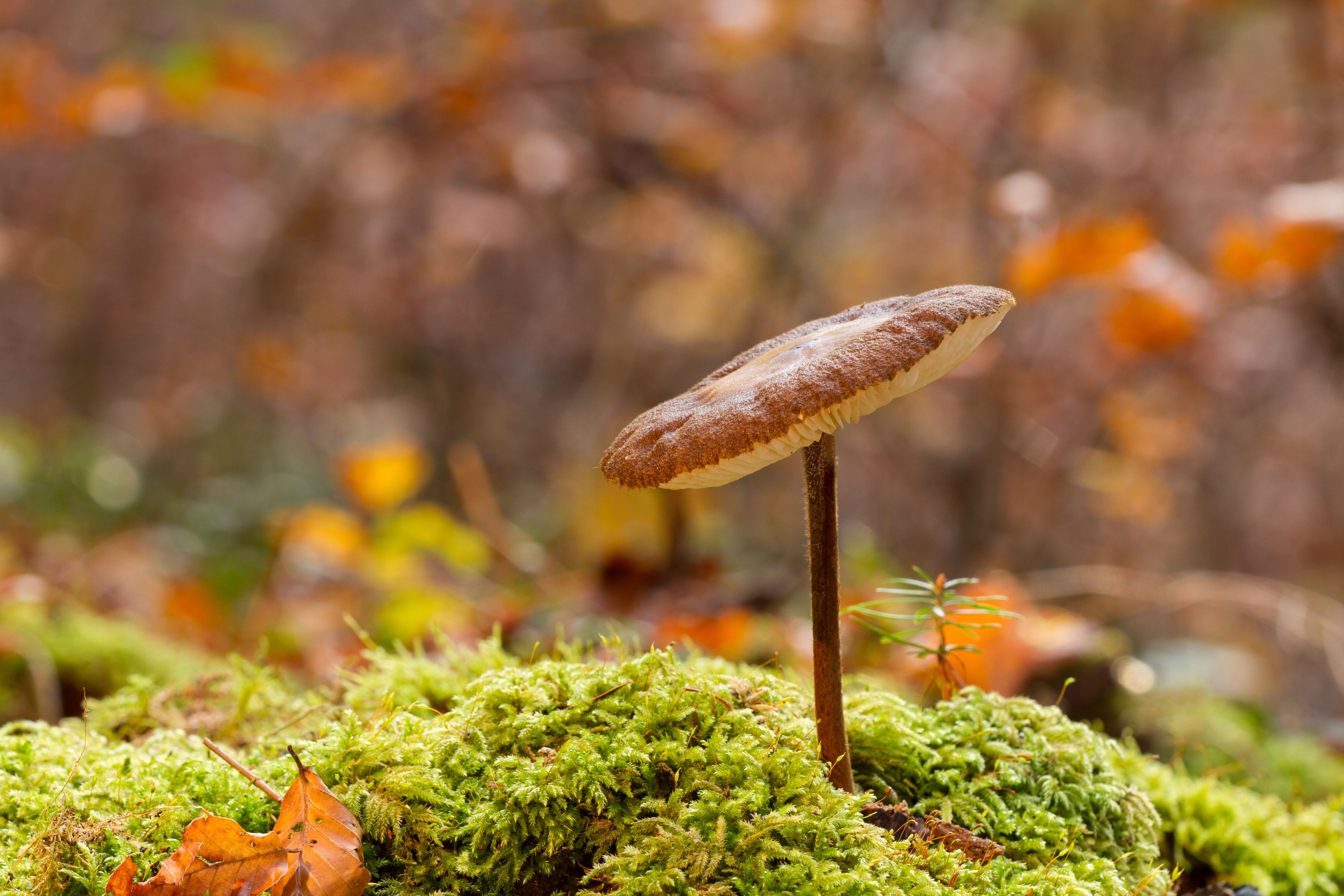 Tiny Mushroom on the Forest Floor 5k Retina Ultra HD Wallpaper