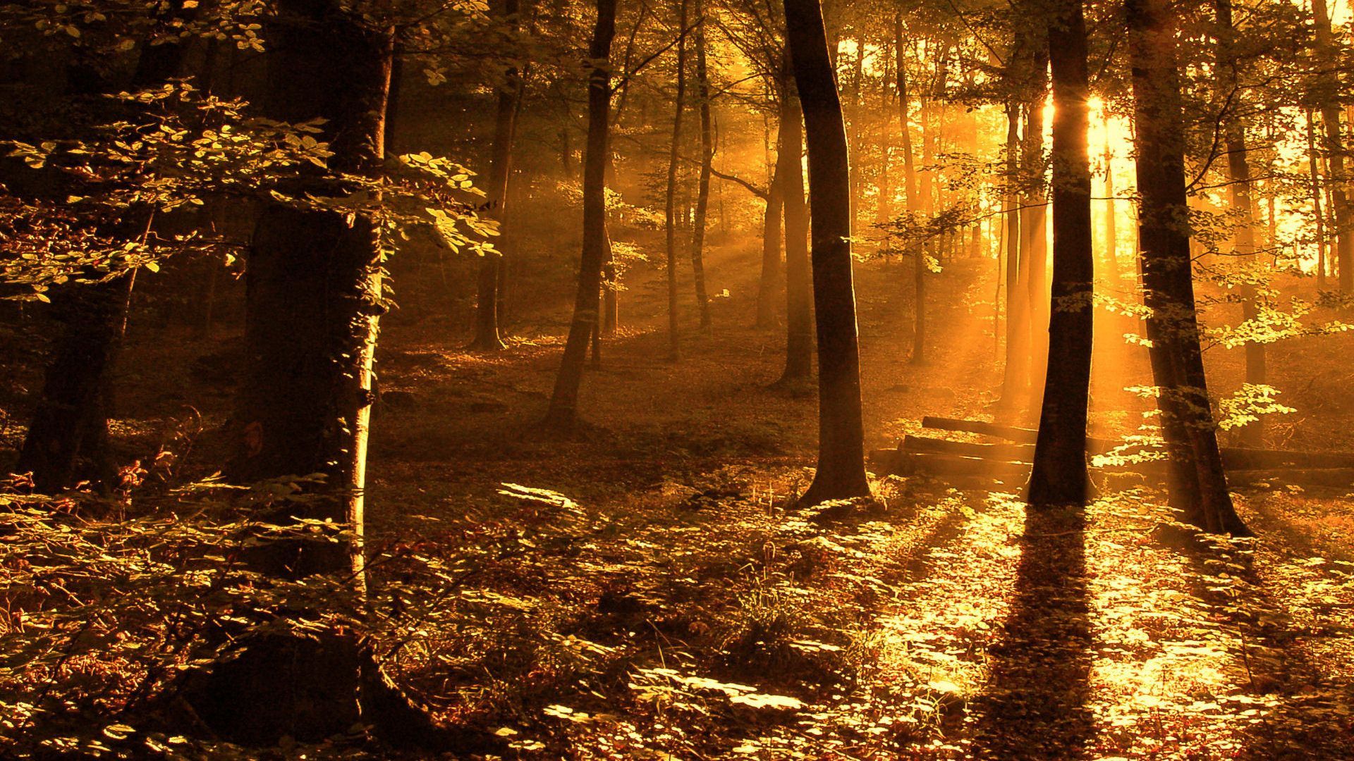 nature Sun trees autumn forest woods sunlight / 1920x1080