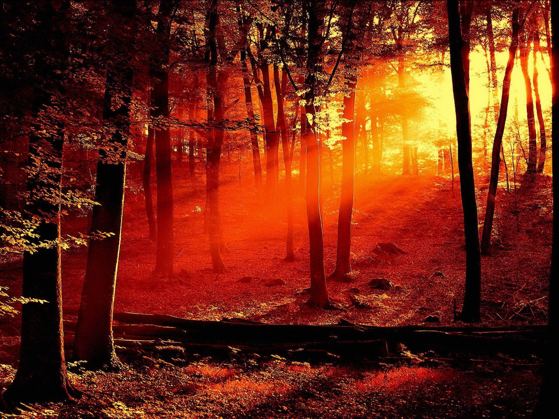Sun Shining Through Trees Casting a Red Light wallpaper