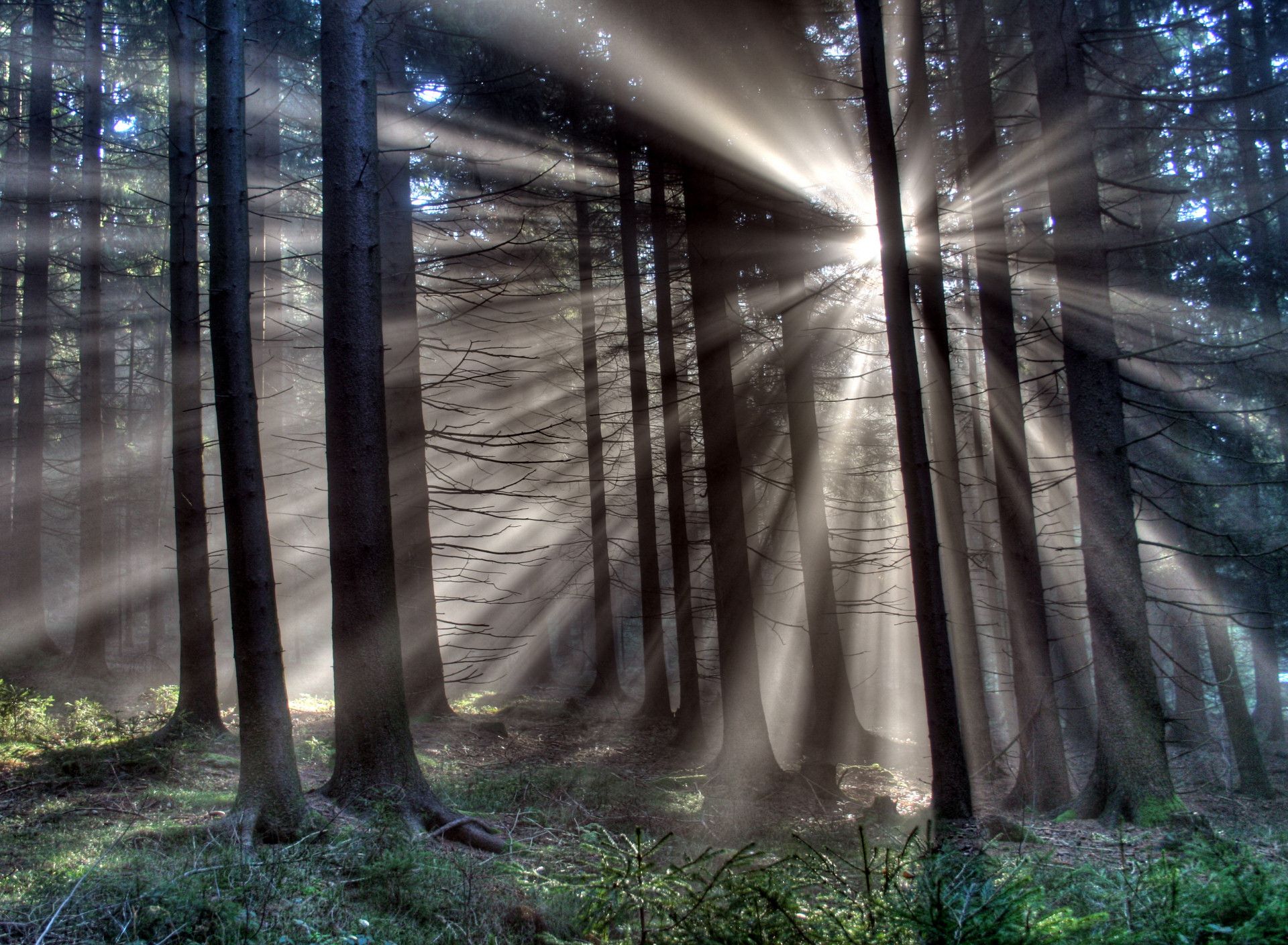 Sun rays panatratees branches in the forest