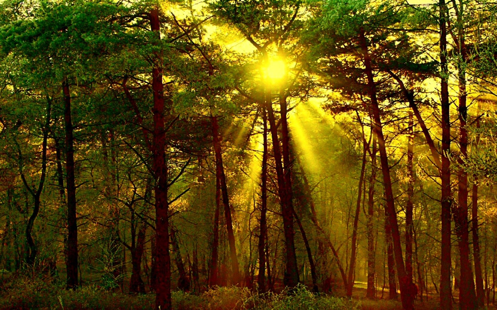 Sun Shining in the Forest HD Wallpaper. Background Image