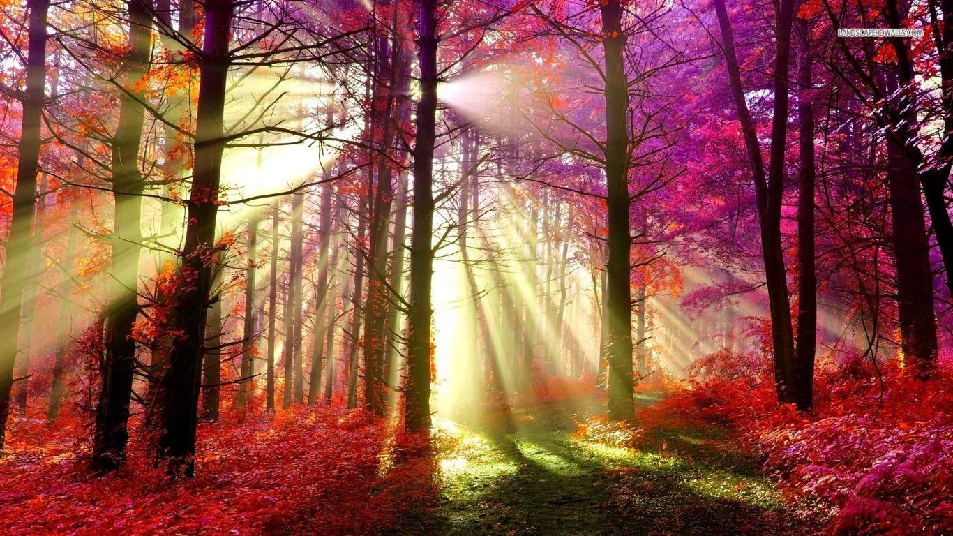 Autumn Rays Sun Forests Shining Nature Red Sunshine