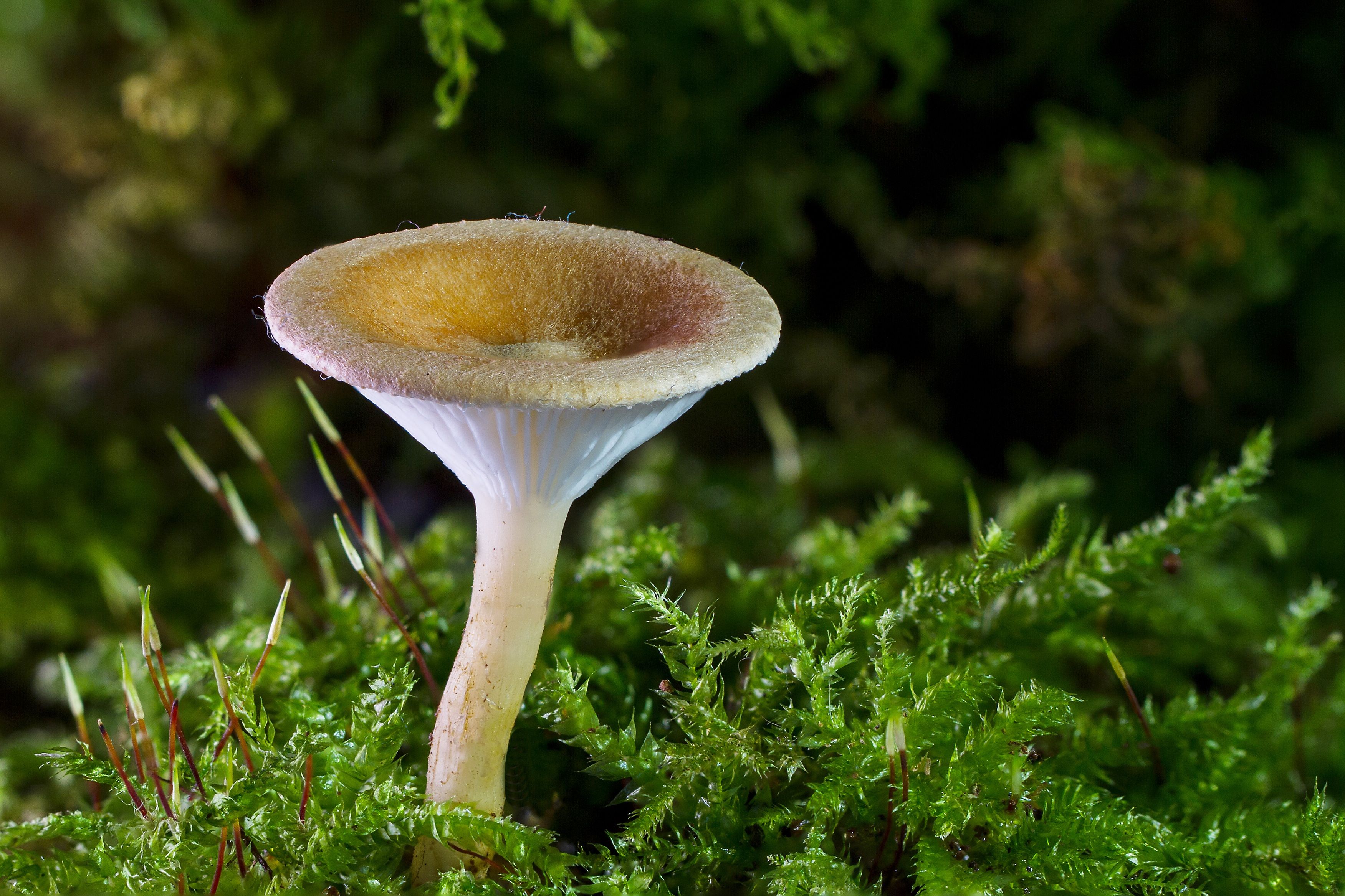 Small Mushroom surrounded by moss HD Wallpaper. Background Image