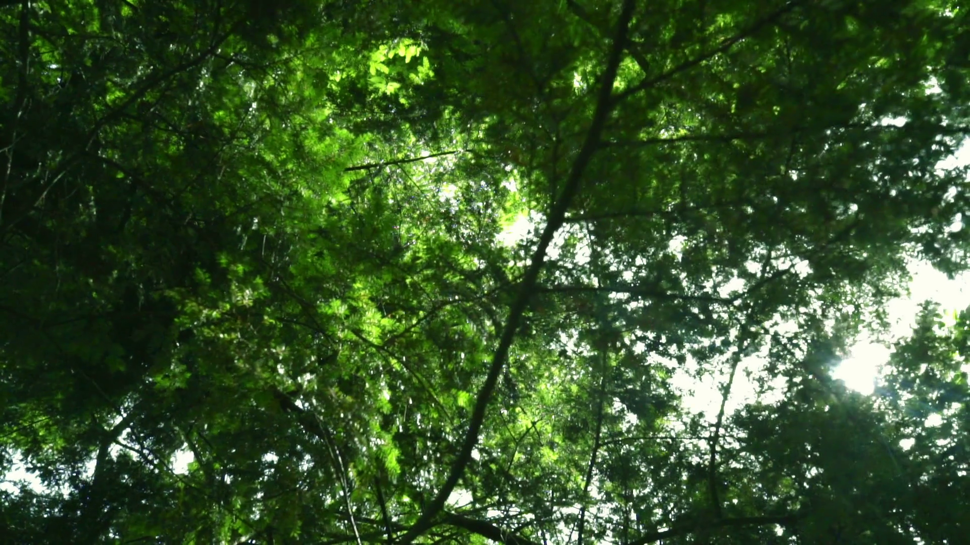 Sun rays shine through tree branches at summer. Green leaves