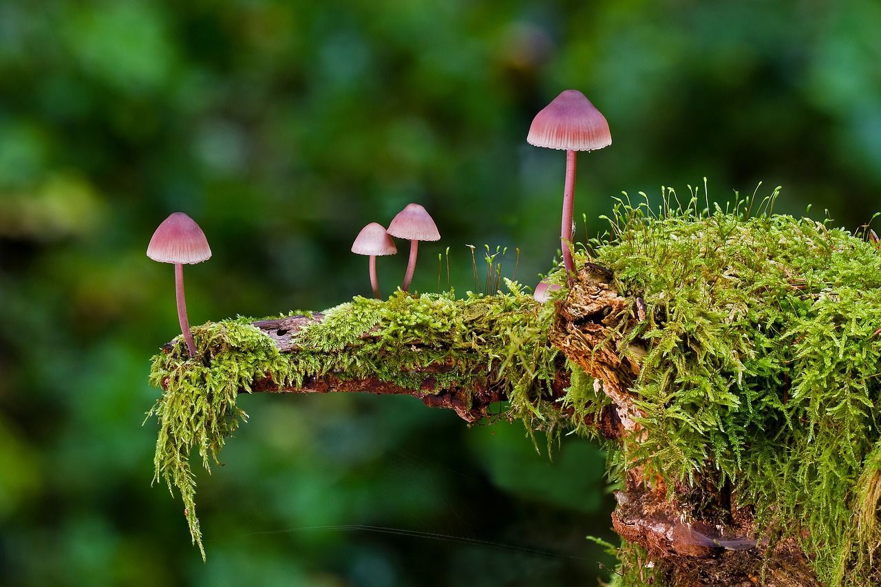 Forest, Mushroom, Moss, Mini Mushroom, Sponge #forest, #mushroom