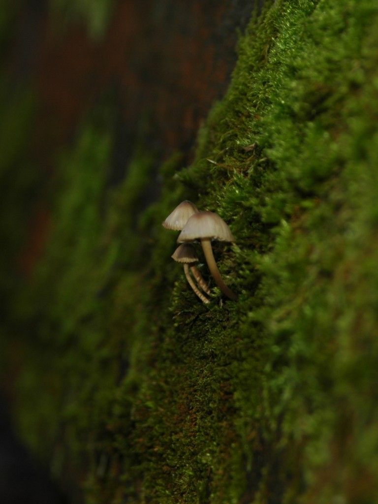 Download 768x1024 Mushroom, Moss, Blurry, Macro, Photography