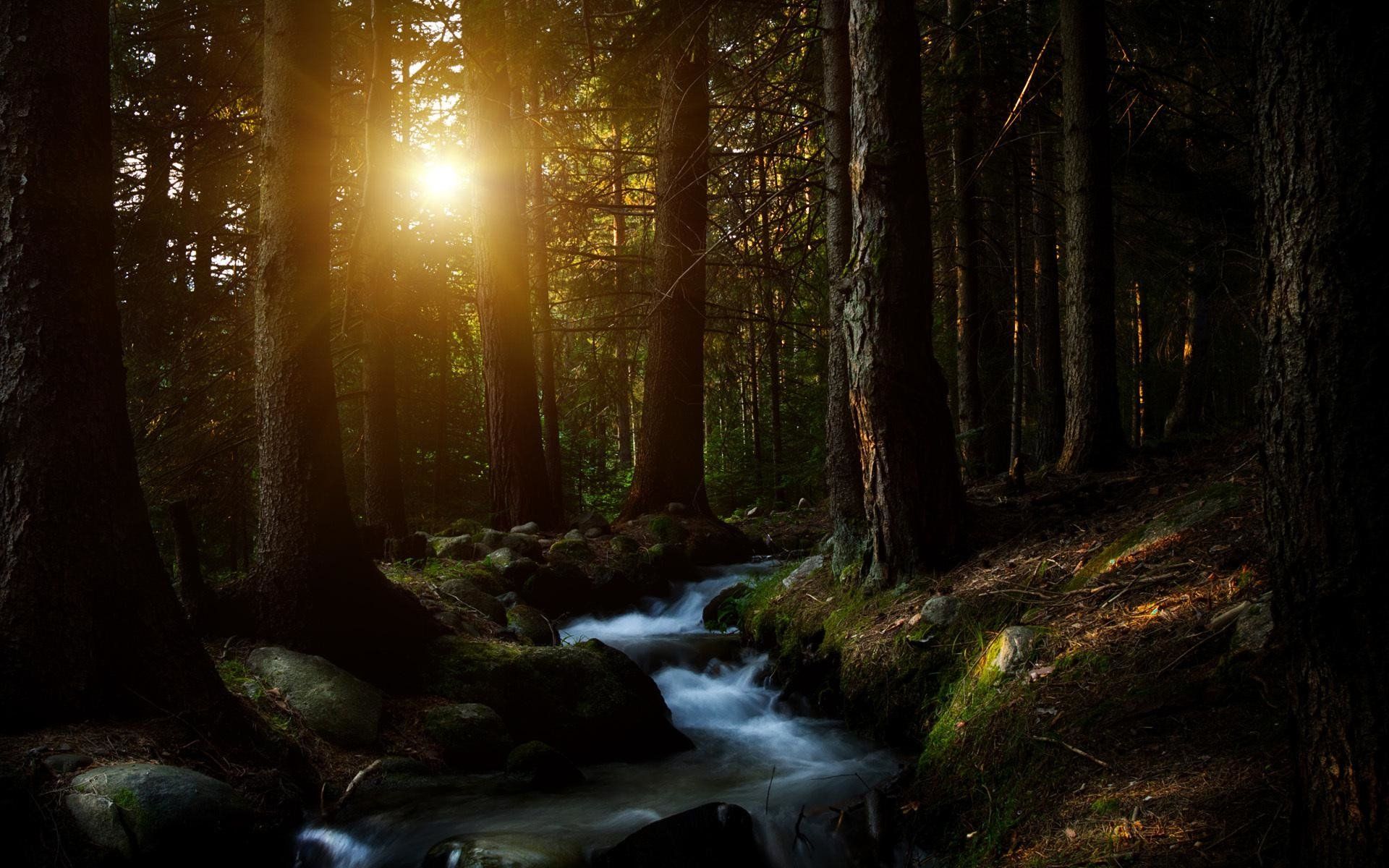 Sun Shining into the Dark Forest HD Wallpaper. Background Image