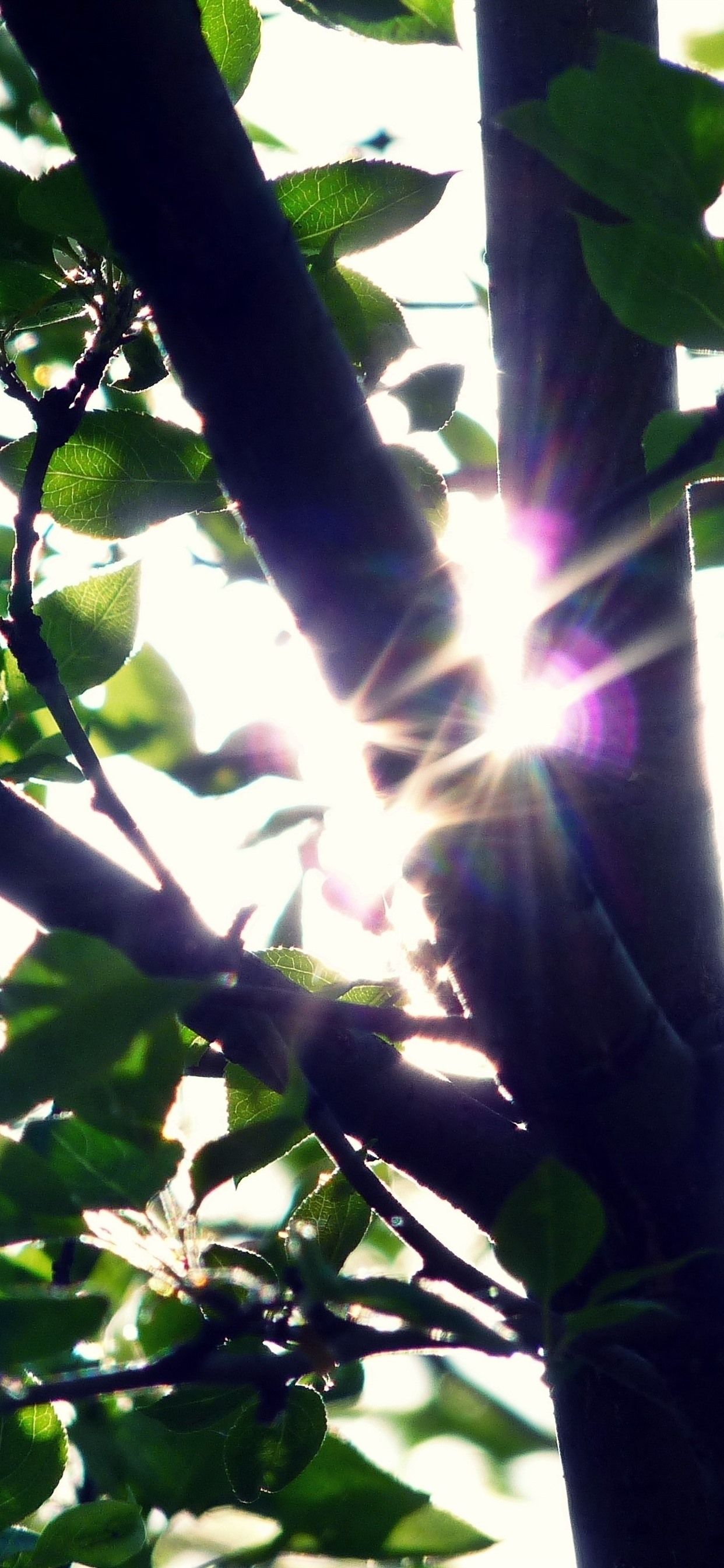 Wallpaper Trees, green leaves, sun rays, shine 2880x1800 HD