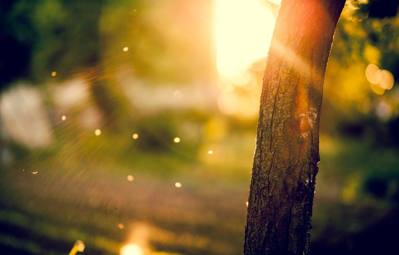 Photo Wallpaper The Sun, Macro, Rays, Trees, Background