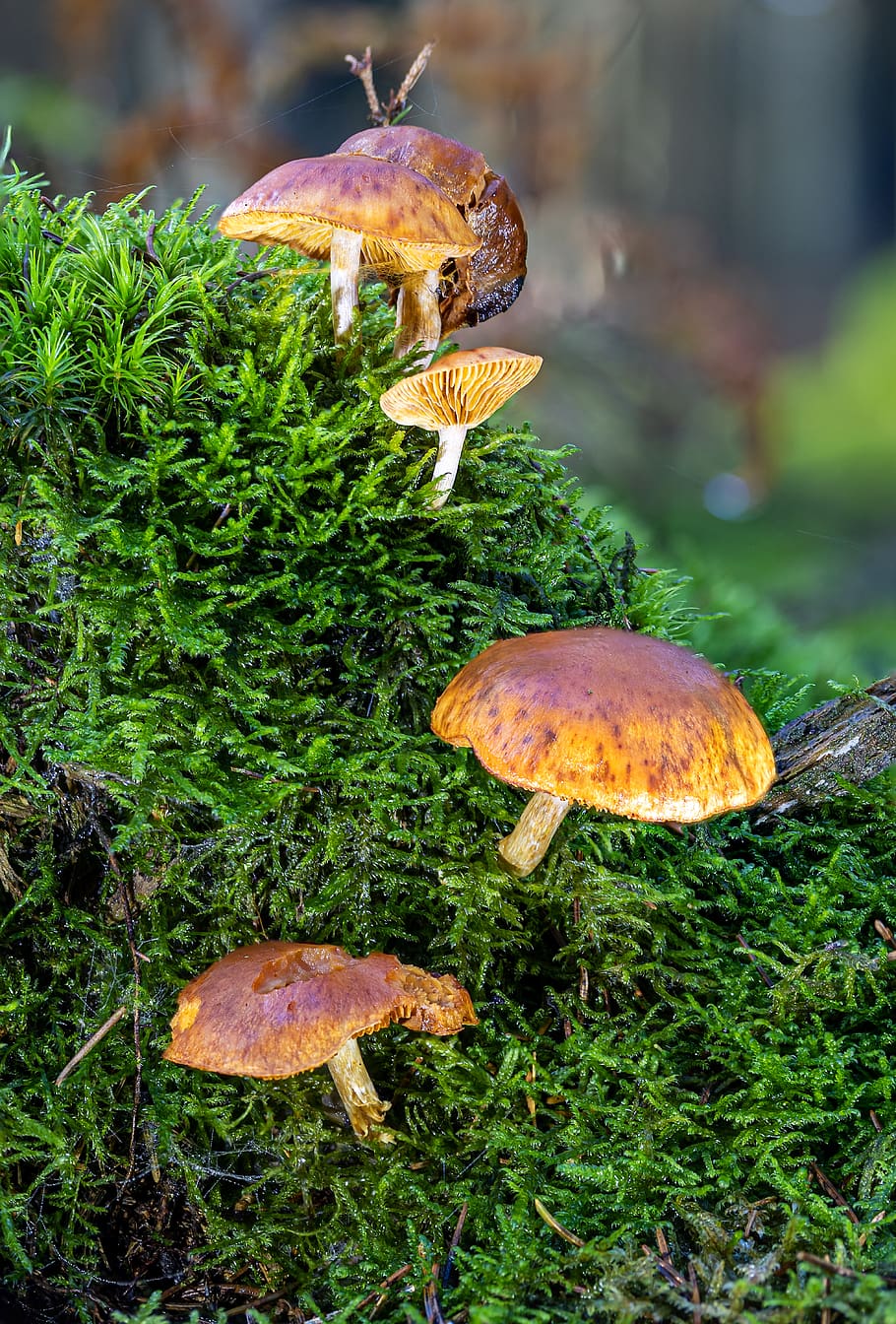 mushrooms, sponge, small mushroom, moss, disc fungus, autumn