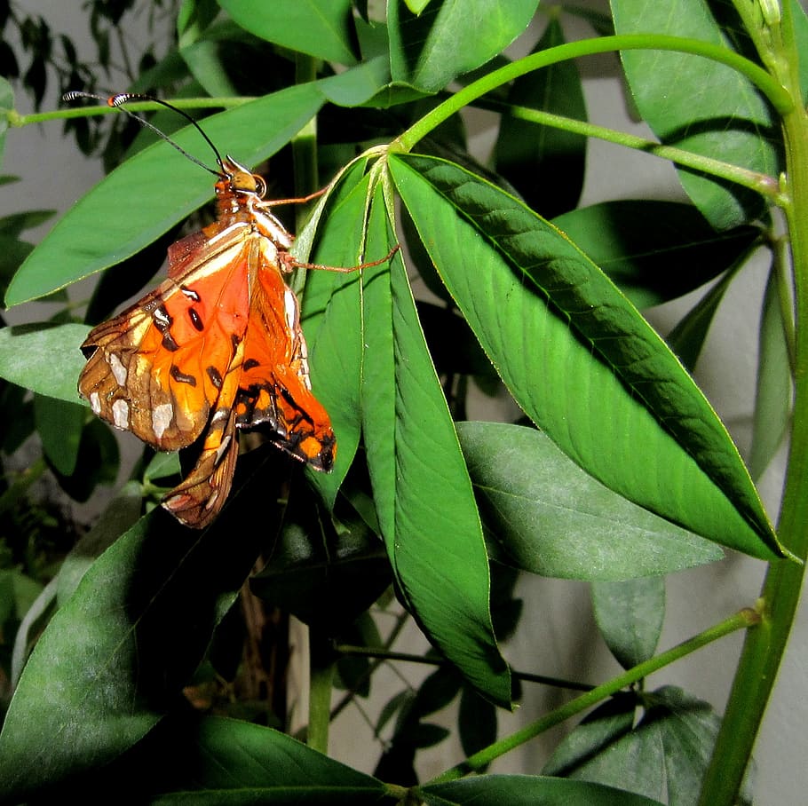 HD wallpaper: butterfly, monarch, arthropod, metamorphosis, means