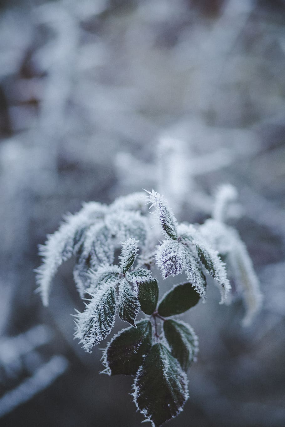 HD wallpaper: Selective Focus Photography of Frozen Leaves, cold