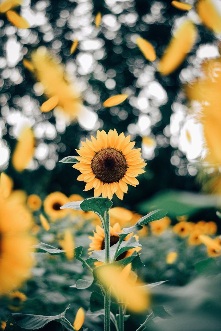 Cute Aesthetic Sunflower Wallpapers - Wallpaper Cave