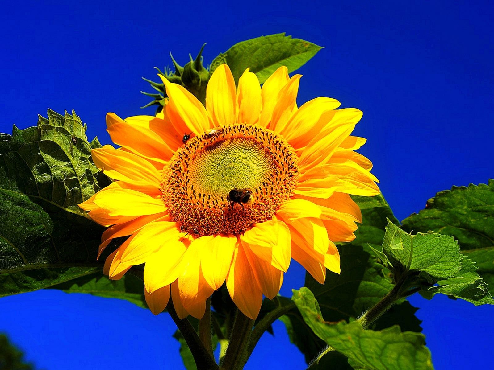 Aesthetic Desktop Wallpaper Cute Sunflower