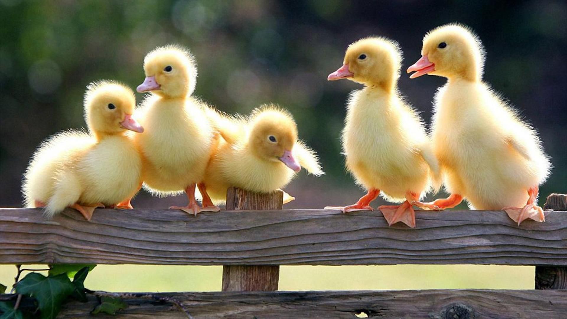 Cute ducklings .com