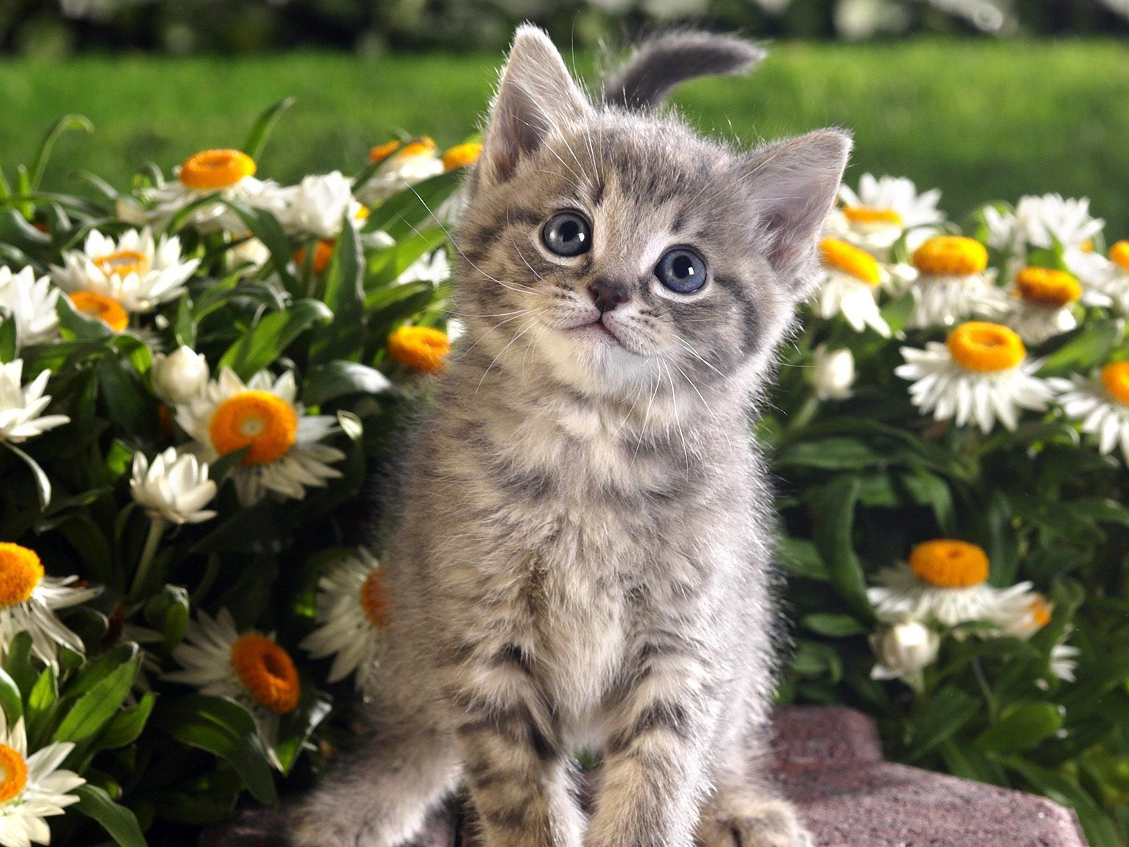 Beauty & the Beasts: 15 Animals Who Love Flowers. Kittens cutest