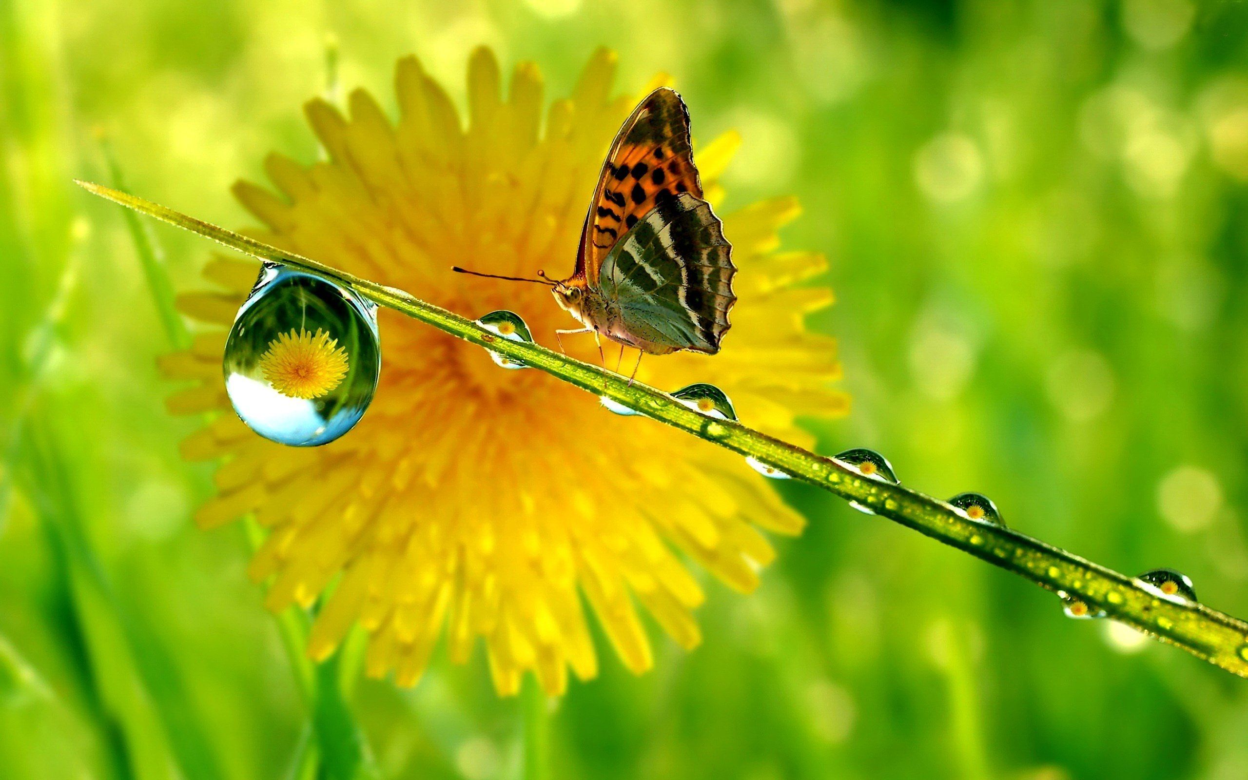 Spring Animal Wallpaper HD cl. Beautiful butterflies, Butterfly
