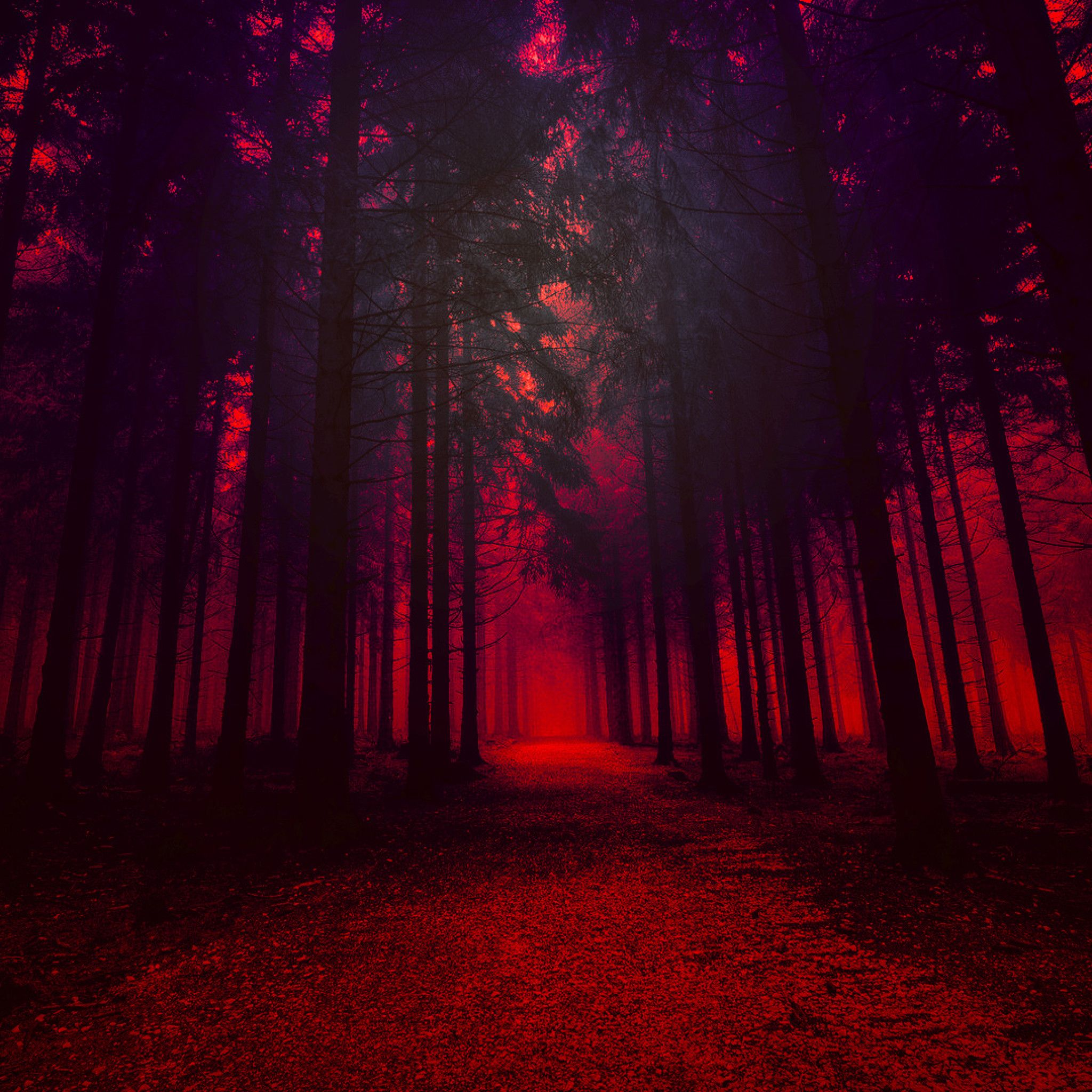 Forest Red Wallpapers - Wallpaper Cave