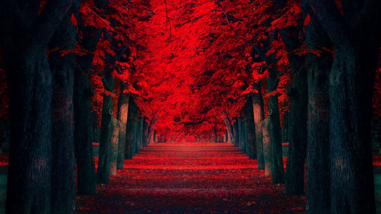 Red Forest wallpaperx900
