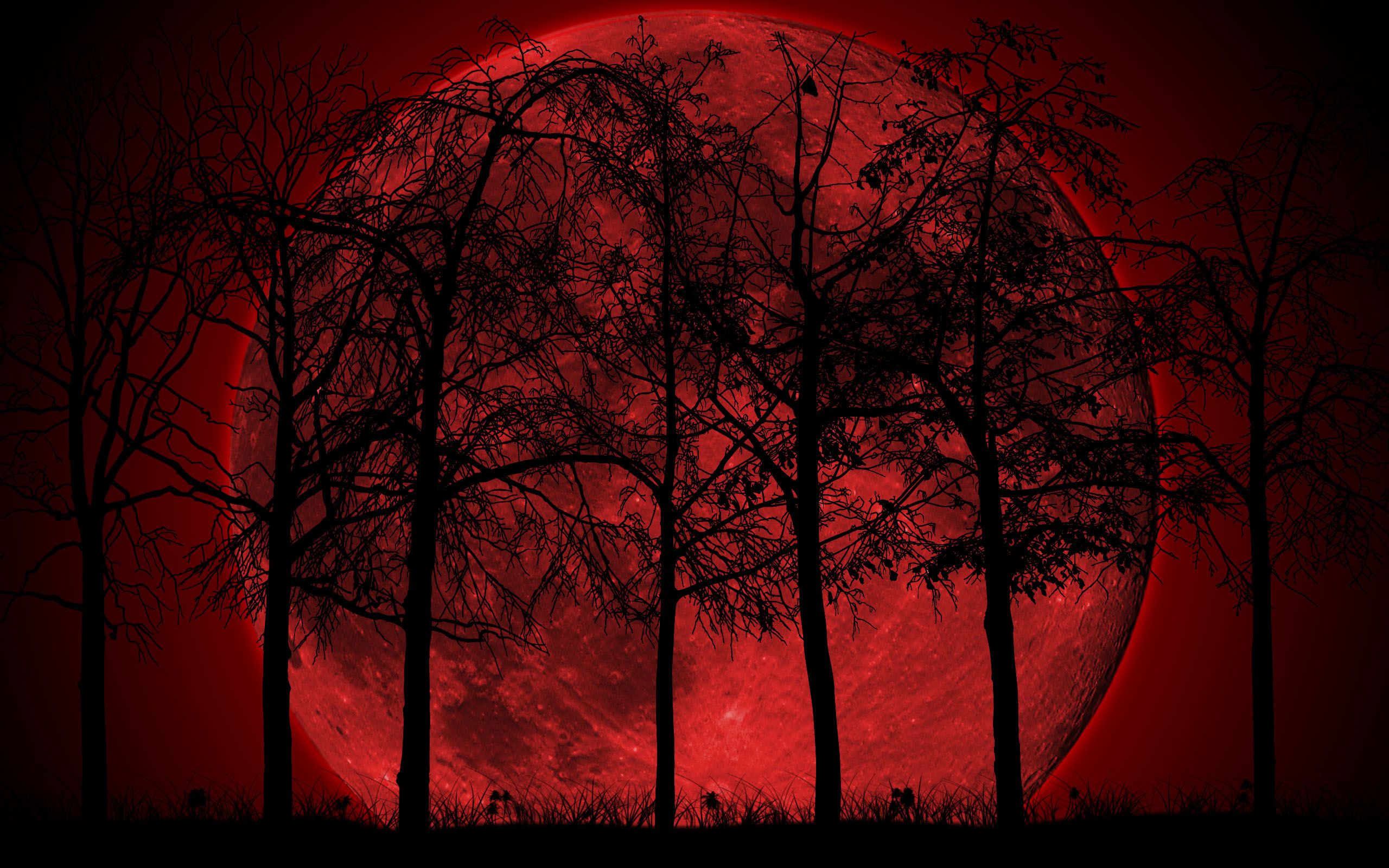 Free download forest Red and Black Wallpaper [2560x1600]