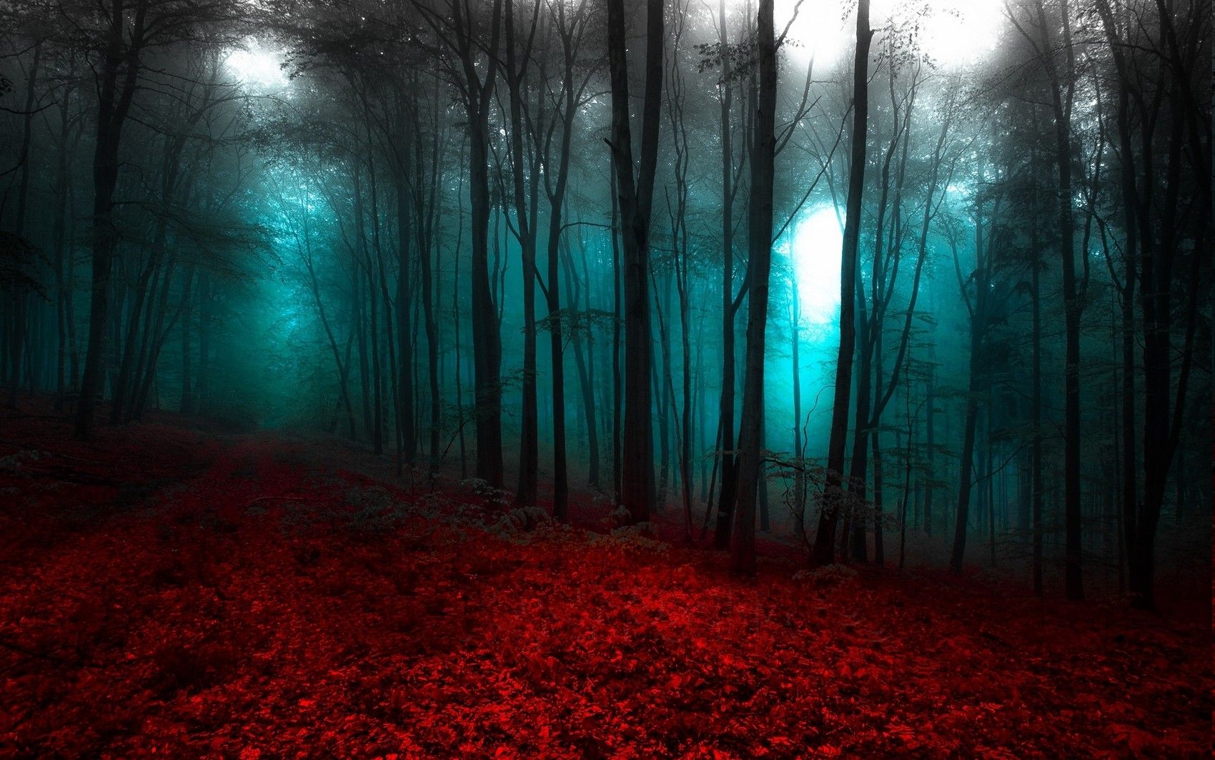 nature, Landscape, Red, Blue, Forest, Mist, Trees, Path Wallpaper