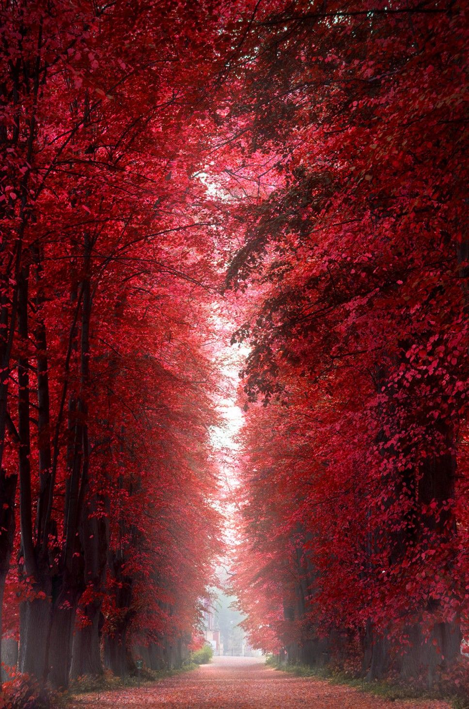 Burning Red Forest Denmark Forests Wallpaper
