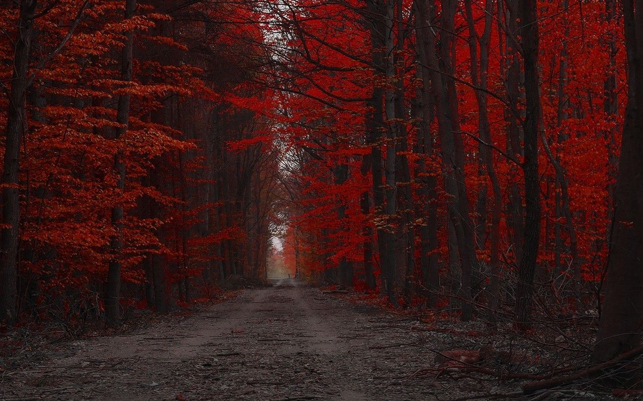 red, Forest, Nature, Path, Trees, Landscape, Fall, Dirt Road Wallpaper HD / Desktop and Mobile Background