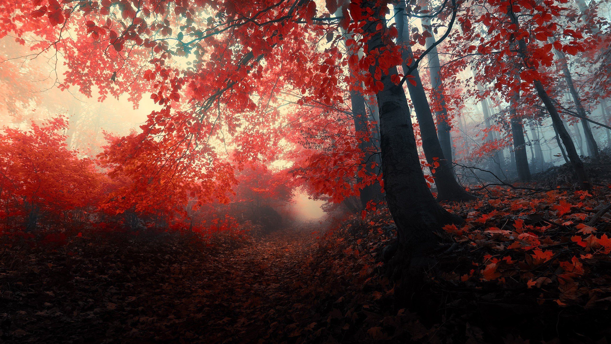 Red Forest HD Wallpaper 25831