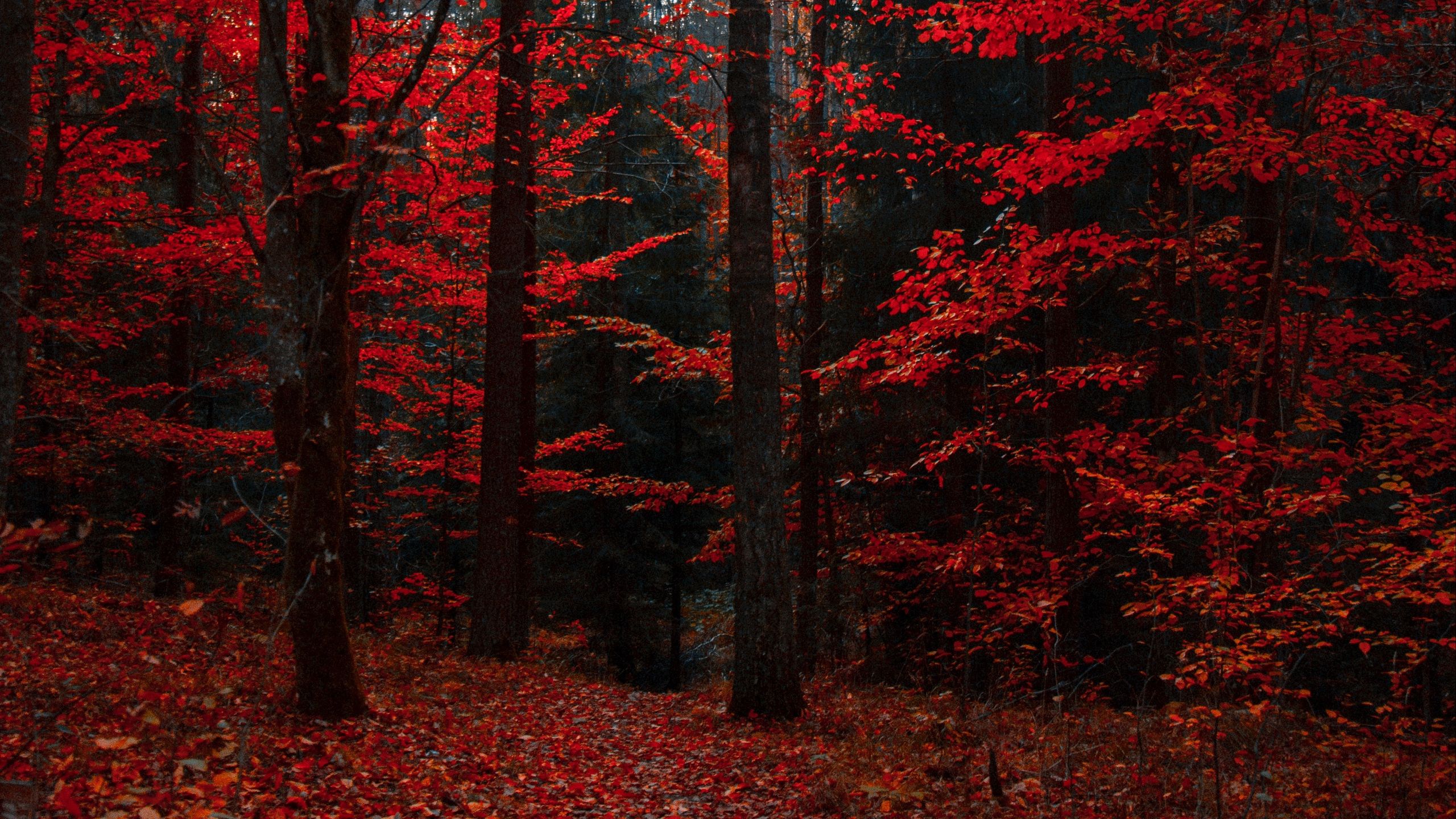 Download wallpaper 2560x1440 autumn, forest, trees, foliage
