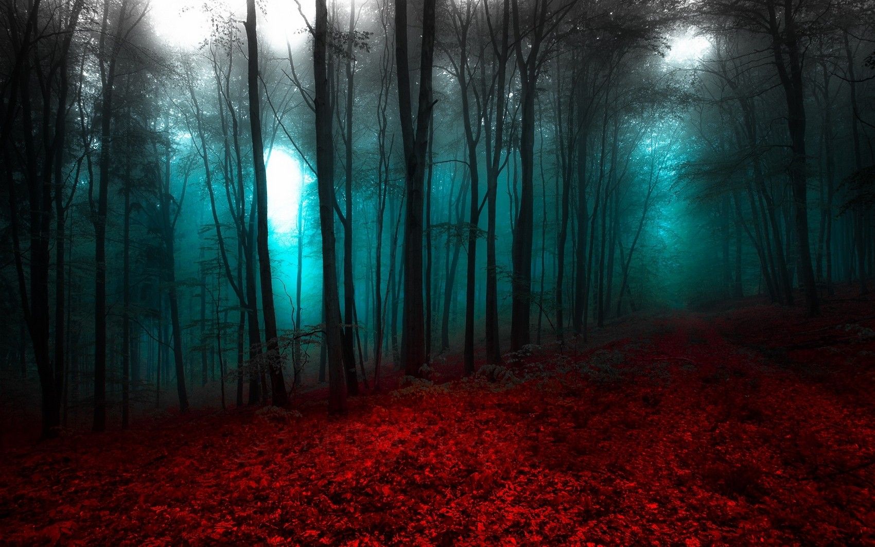 #nature, #mist, #forest, #landscape, #path, #red, #trees