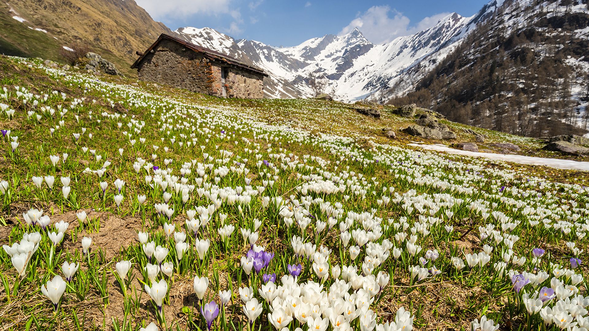 Photo Alps Italy Lombardia Nature Spring mountain flower 1920x1080