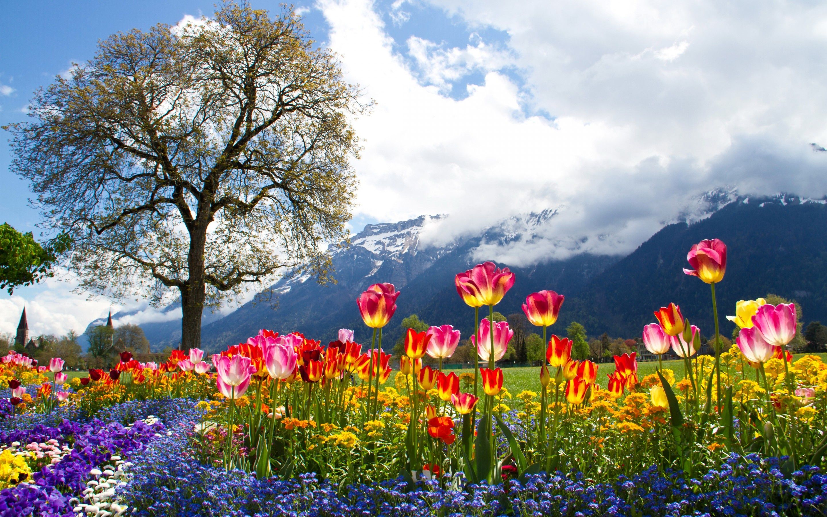Wallpaper flowers, tulips, daisy, petunia, mountains, alps, tree