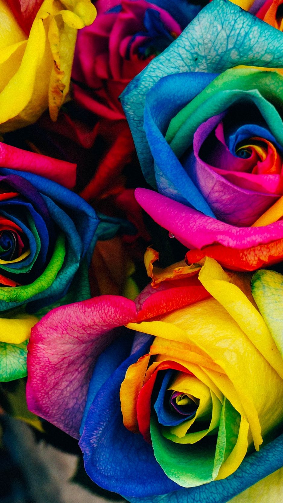 Download Wallpaper 938x1668 Roses, Colorful, Rainbow Iphone 8 7 6s
