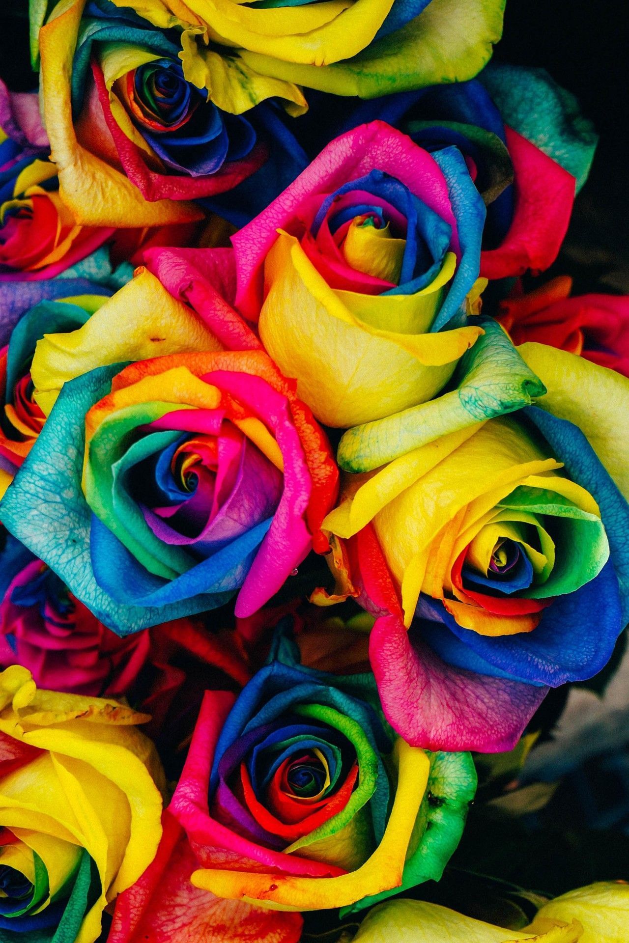 Rainbow Roses, Wallpaper Background, iPhone Wallpaper