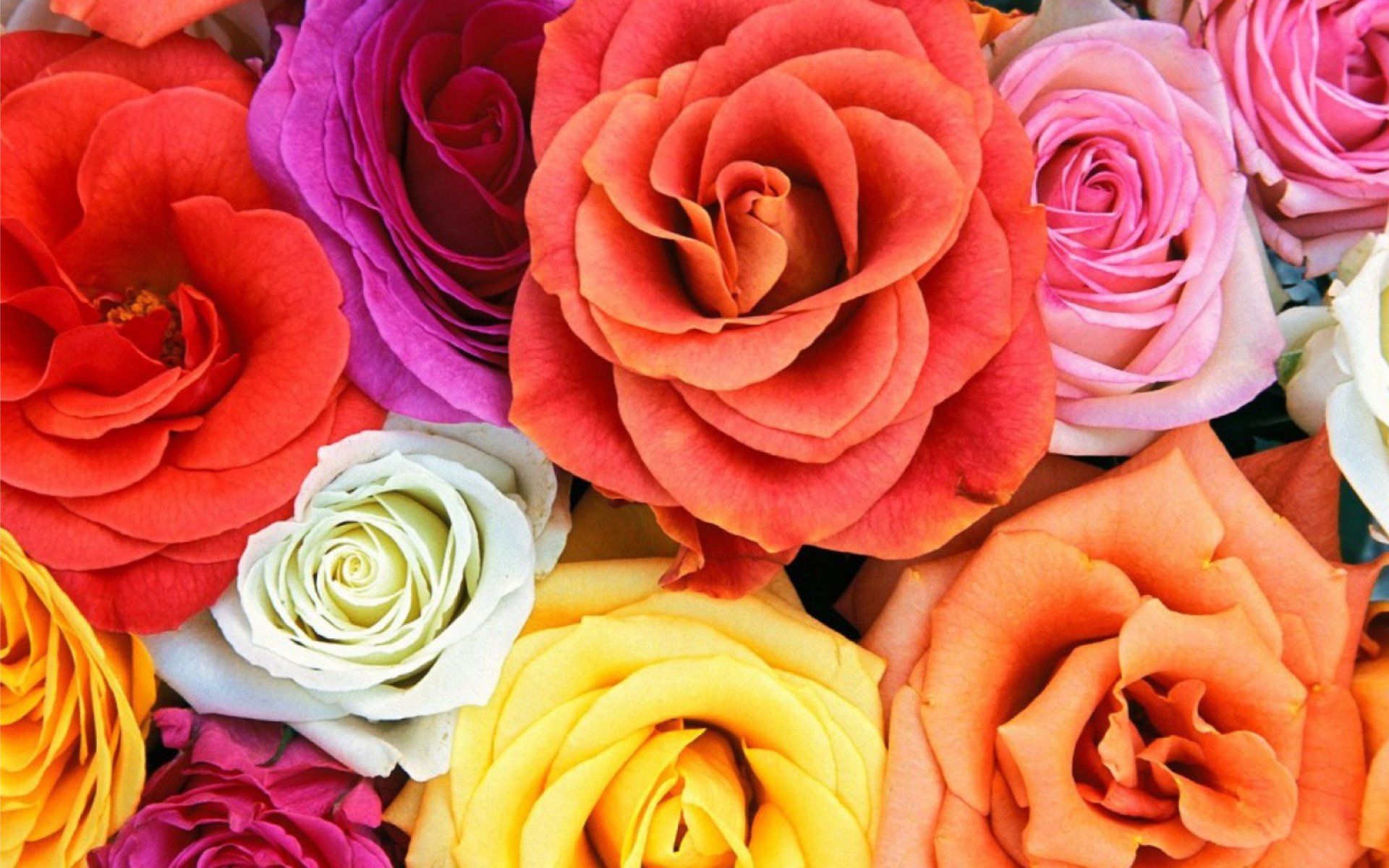 Colorful Roses HD Wallpaper