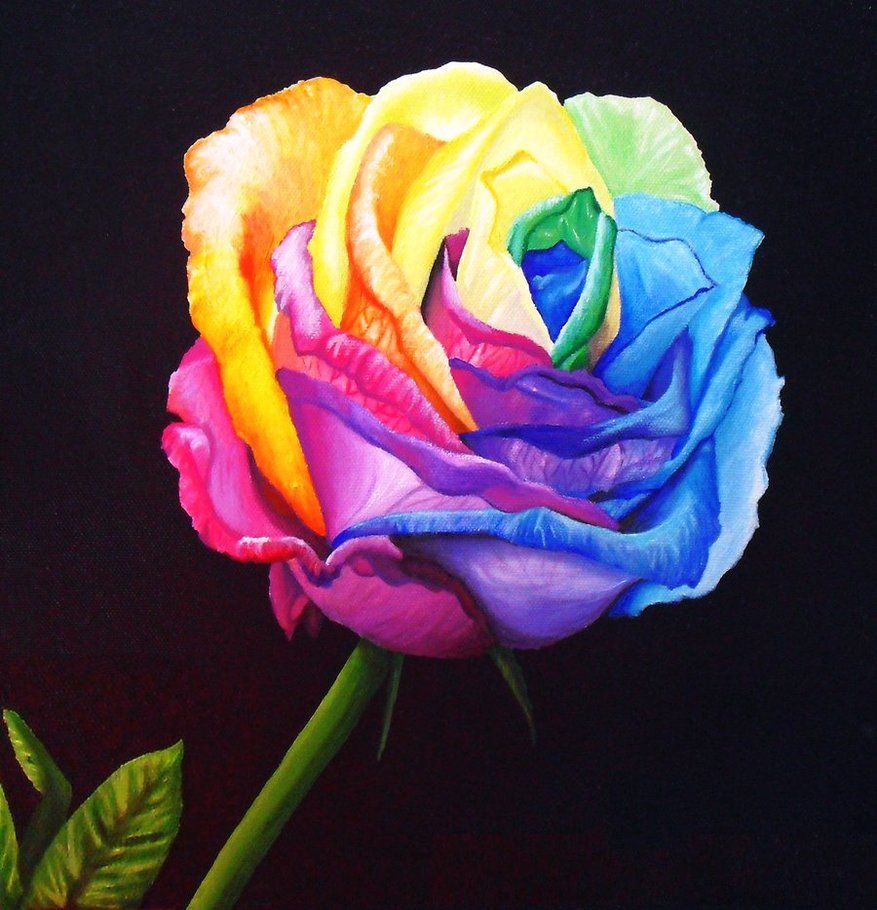 Rainbow Rose, HD Wallpaper & background Download