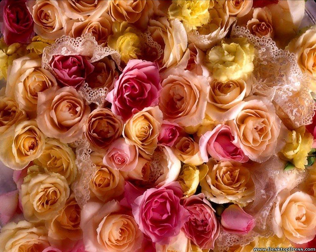 Colorful Roses Wallpaper Wallpaper Full Flowers