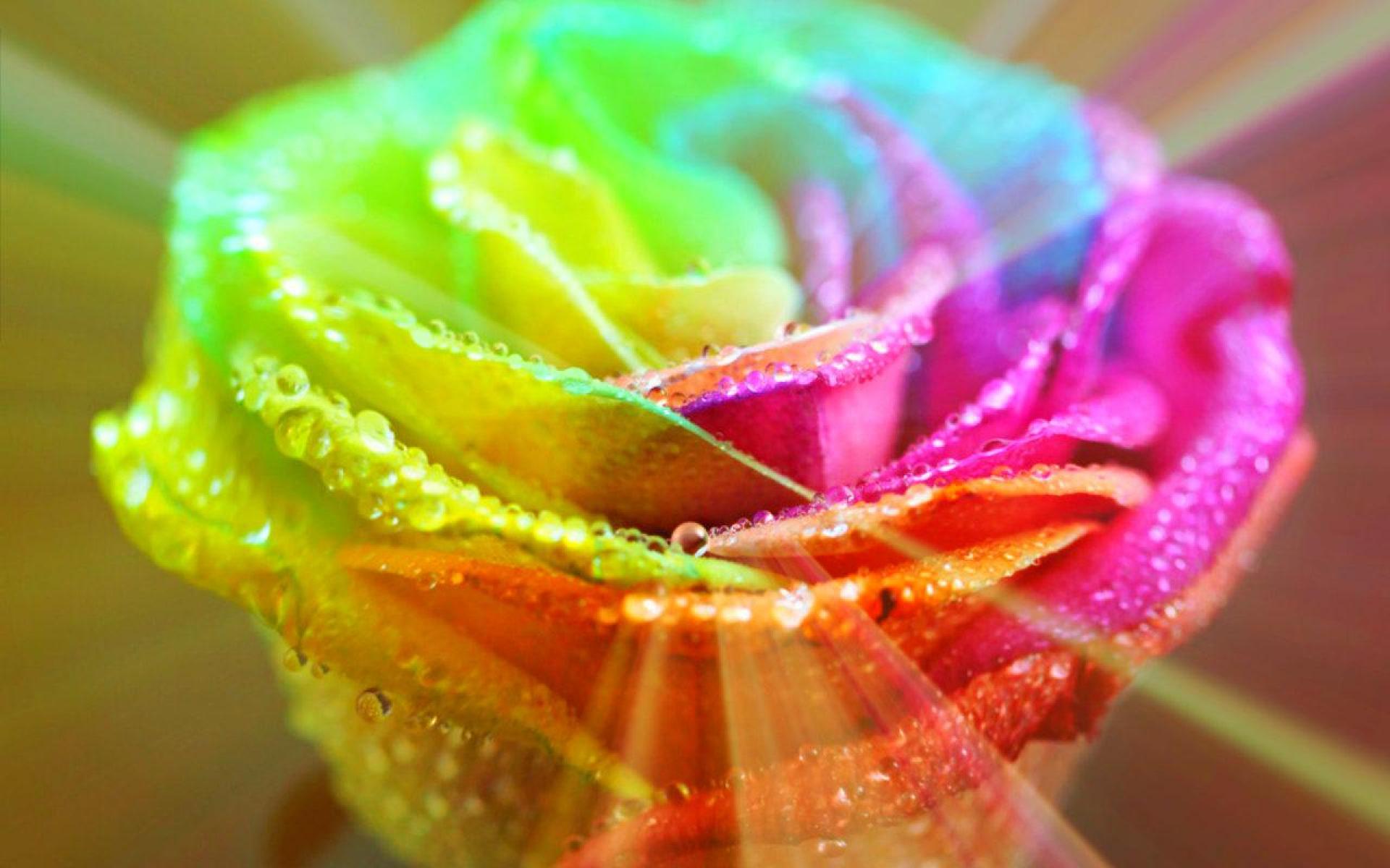 Colorful Rose Background, Download Wallpaper