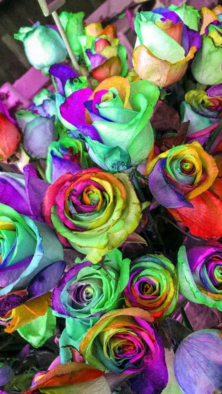Rainbow Roses Wallpaper / Background for phones