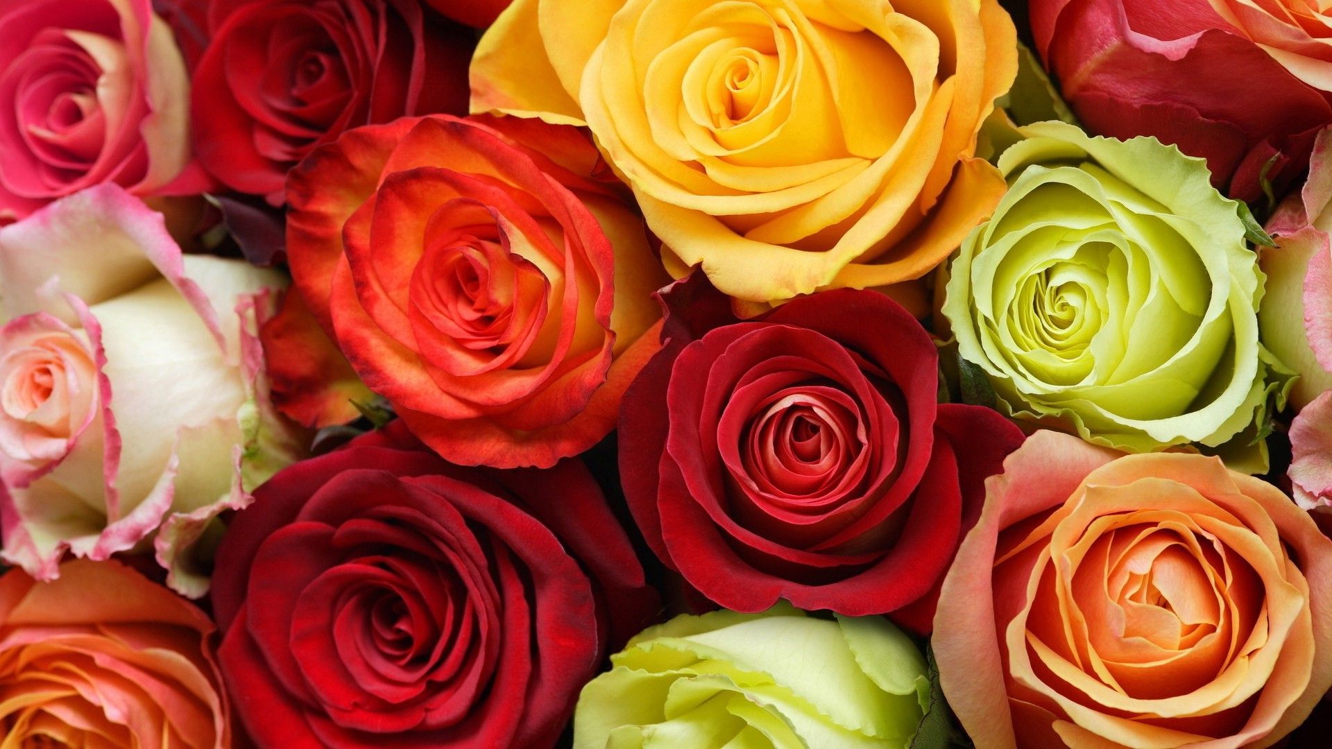 Colorful Rose Wallpaper, Picture