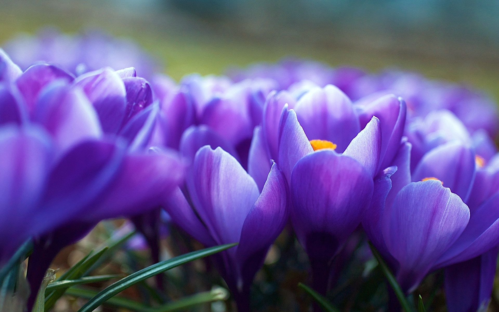 flowers, Spring, Purple, Crocuses Wallpaper HD / Desktop