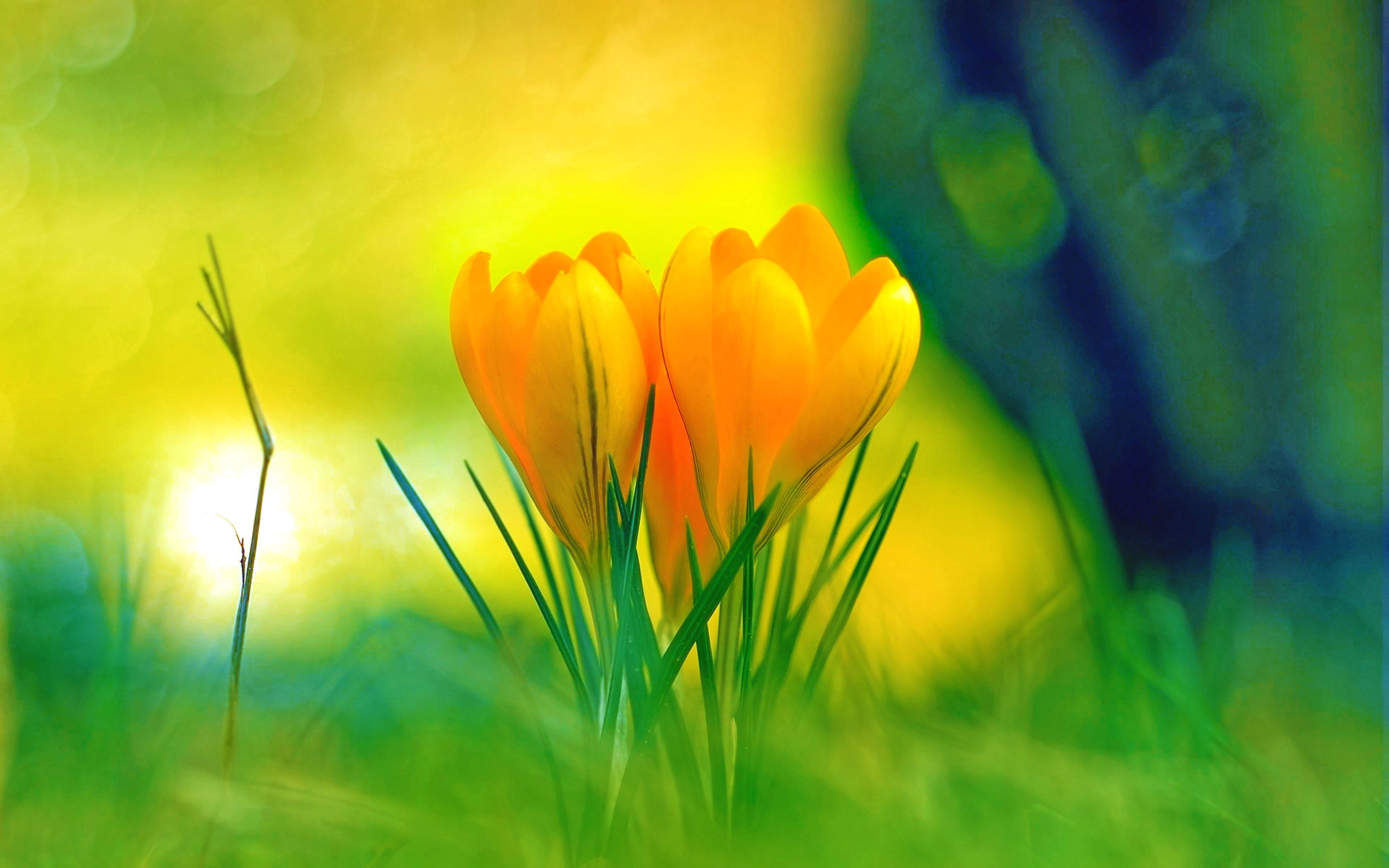 Earth Flower Highres Yellow Green Tulip Colorful Nature Sunrise