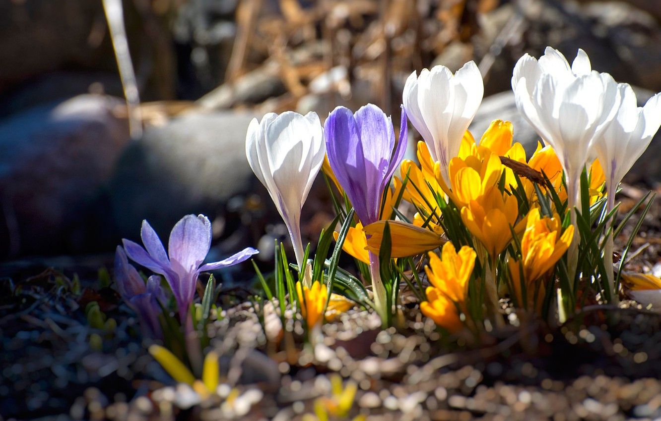 Wallpaper light, flowers, bright, spring, crocuses, buds, clearing