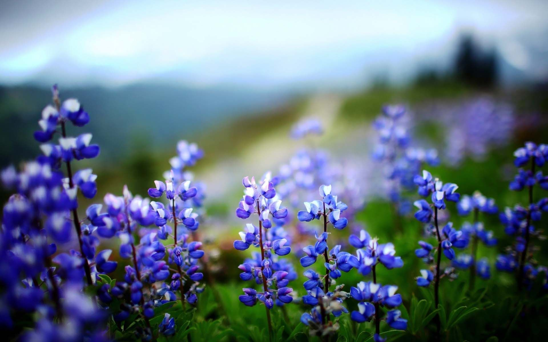 Lupines. HD Flowers Wallpaper for Mobile and Desktop. Lupine